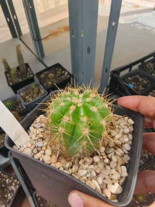 Trichocereus Híbrido