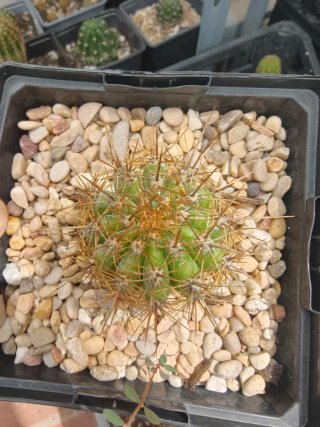 Trichocereus Híbrido