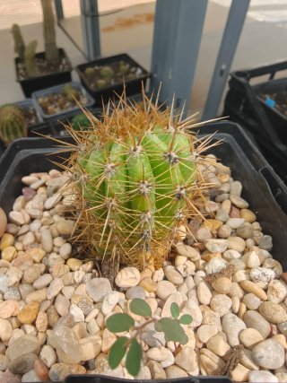 Trichocereus Híbrido