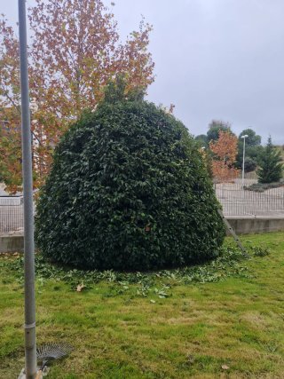 Servicio de jardinería y paisajismo