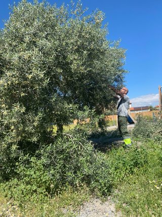 Servicio de jardinería, desbroces de fincas , poda