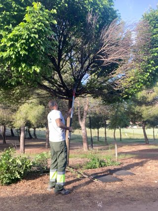 Servicio de jardinería, desbroces de fincas , poda