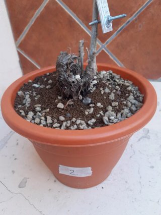 Olivo Num. 2 en maceta de plástico.