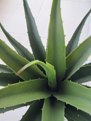 Planta Artificial Aloe Vera Grande Tienda Casa