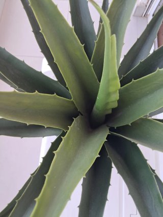 Planta Artificial Aloe Vera Grande Tienda Casa
