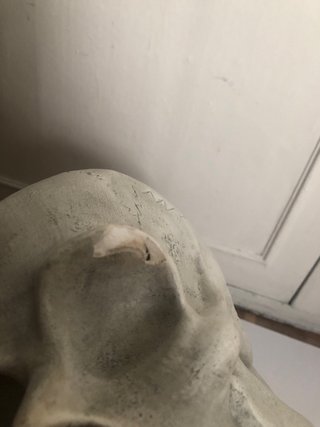 Calavera de escayola con figura de animal