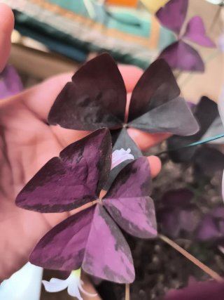 Oxalis macetón