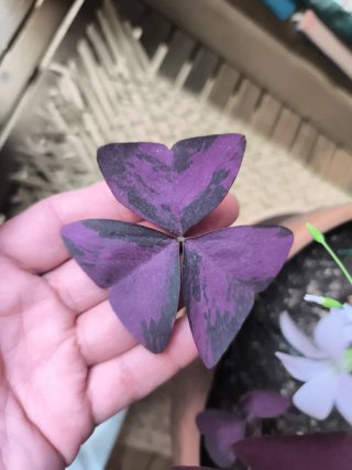 Oxalis macetón