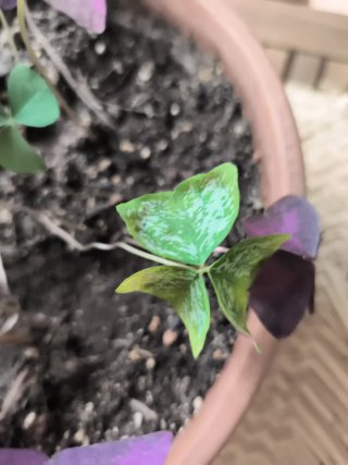 Oxalis macetón