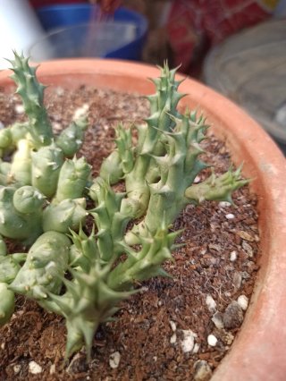 Planta suculenta con flor Huernia Duvalia