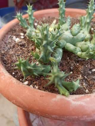 Planta suculenta con flor Huernia Duvalia