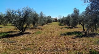 PARCELA DE OLIVOS VALDEPEÑAS