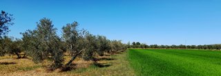 PARCELA DE OLIVOS VALDEPEÑAS