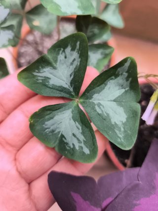 3 Oxalis