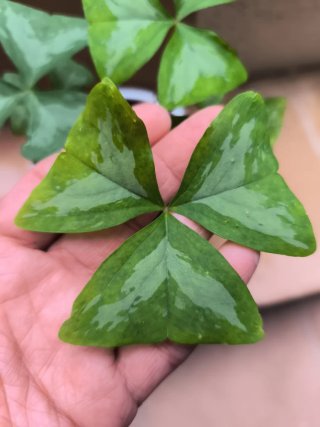 3 Oxalis