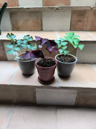 3 Oxalis