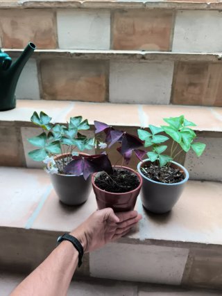 3 Oxalis