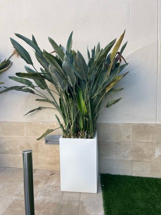 Macetas blancas con plantas verdes