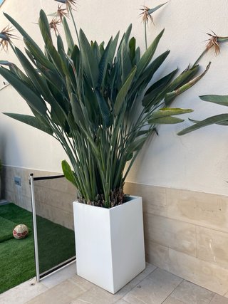 Macetas blancas con plantas verdes