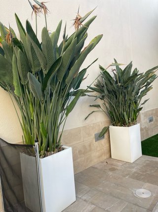 Macetas blancas con plantas verdes