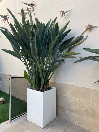 Macetas blancas con plantas verdes