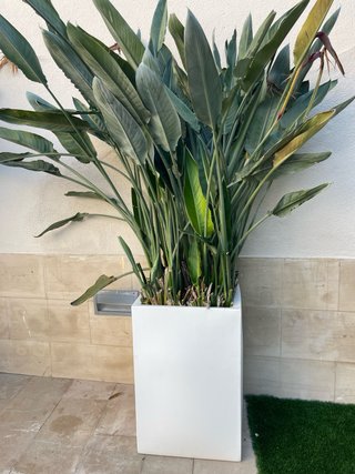 Macetas blancas con plantas verdes