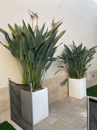 Macetas blancas con plantas verdes