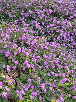 Masajes