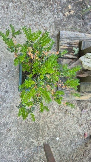 Bonsái Variedad:Taxus baccata[tejo]