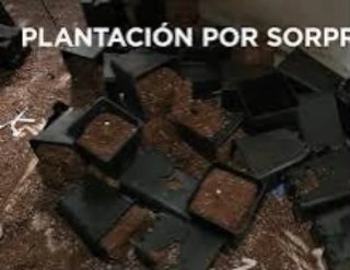Limpieza integral tras plantacion indoor