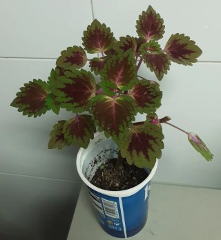 Planta Coleo