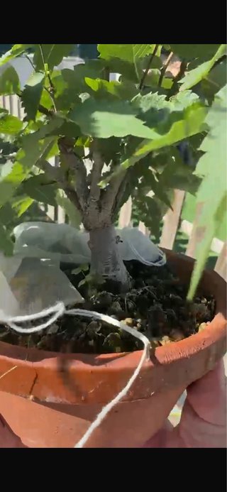 Bonsai Serrata