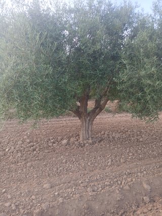 Olivo Centenario
