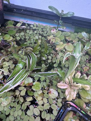 Lote +10 brotes acuario