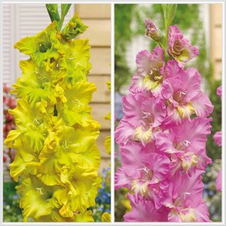30 bulbi gladioli rosa e gialli
