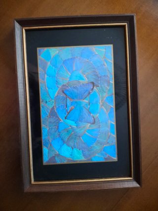 Cuadro Mariposas Azul Hecho en Brasil