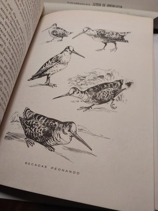 La Becada. Anatomía, nidificación, caza