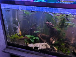 Plantas de acuario variadas