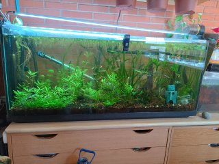 Plantas de acuario variadas
