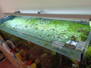 Plantas de acuario variadas