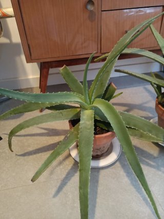 Plantas Aloe Vera Grande