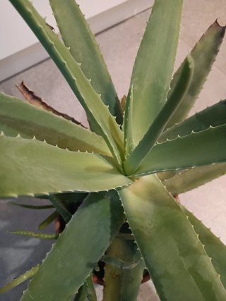 Plantas Aloe Vera Grande