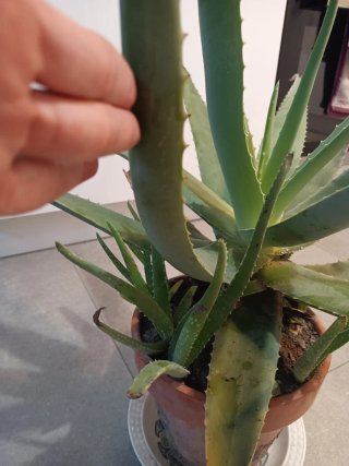 Plantas Aloe Vera Grande