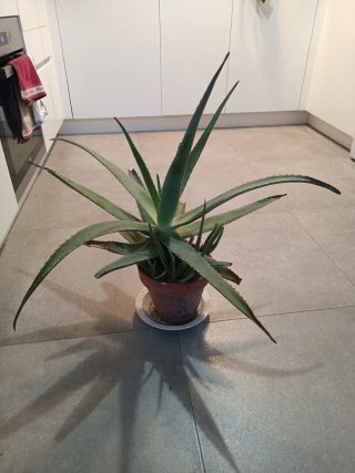 Plantas Aloe Vera Grande