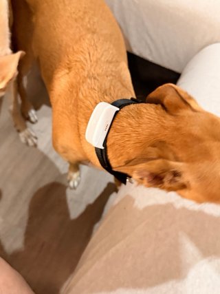 Localizador GPS Mascotas 2G GSM