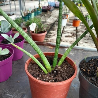 Set 2 Piante Sanseveria Cylindrica e Bromelia