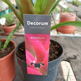 Set 2 Piante Sanseveria Cylindrica e Bromelia