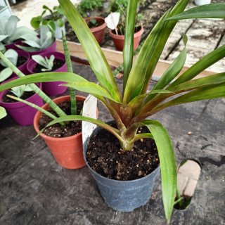 Set 2 Piante Sanseveria Cylindrica e Bromelia