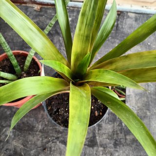 Set 2 Piante Sanseveria Cylindrica e Bromelia