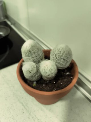Cactus peludos con maceta de terracota